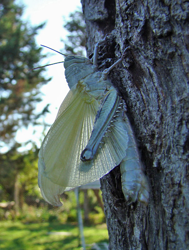 La muta della  Anacridium aegyptium